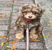 cockapoo puppies for sale in ga sherry s cockapoos adorable cockapoo puppies for sale in cockapoo puppies for sale in ga sherry s cockapoos adorable cockapoo puppies for sale in