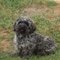 Sable Cockapoo 15adde364aee0e943845ba98d28865bb
