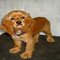 Red Cocker Spaniel 1b954d84e232a62fc99bf06b578d8091