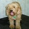 Buff Cockapoo Cookie2