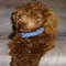 Chocolate Cockapoo Hershey4