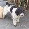 Parti-Poodle Lily2