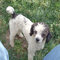Parti Poodle Ojiboo1