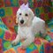 Buff & White Cockapoo Snowy30