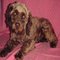 Chocolate Cockapoo abbie1