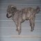Toy Poodle bobo5