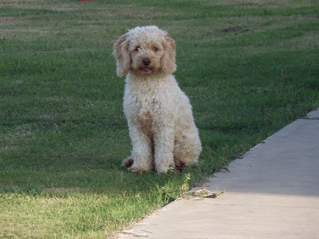 Buff colored hot sale cockapoo