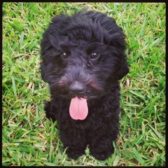 Harlow