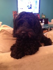 Harlow2