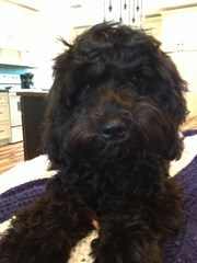Harlow3