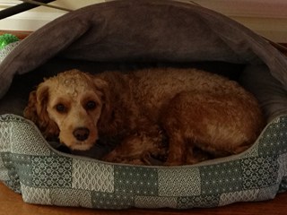 Izzy in dog bed Oct 2012