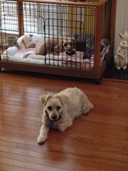 Jake guarding Izzy