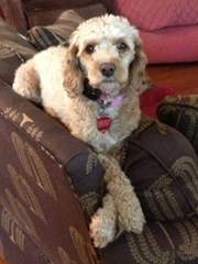 comfy izzy one