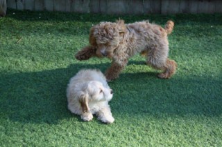 januaryizzyandhurley