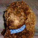 Our Cockapoo Puppy Dads