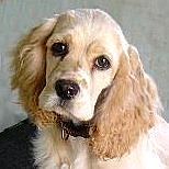 Our Cockapoo Puppy Moms