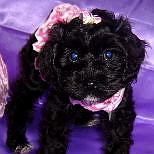 Our Cockapoo Puppies