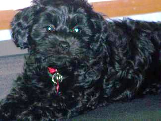 Previous Cockapoo Puppies