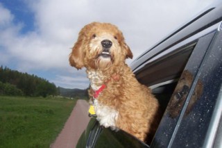 Previous Cockapoo Puppies