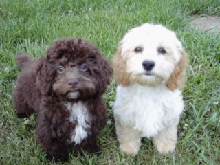 Previous Cockapoo Puppies