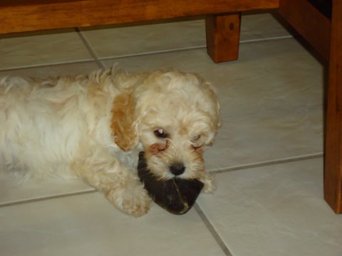 Previous Cockapoo Puppies