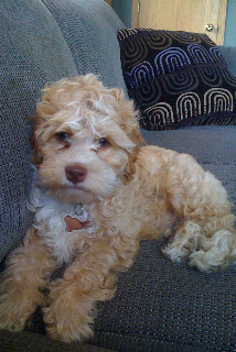 Previous Cockapoo Puppies