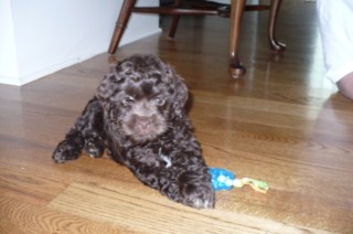 Previous Cockapoo Puppies