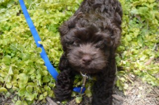 Previous Cockapoo Puppies