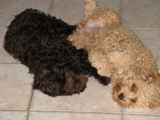 Previous Cockapoo Puppies