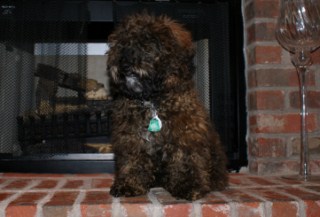 Previous Cockapoo Puppies