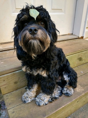 Previous Cockapoo Puppies