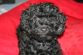 Previous Cockapoo Puppies