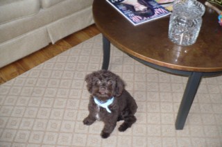 Previous Cockapoo Puppies