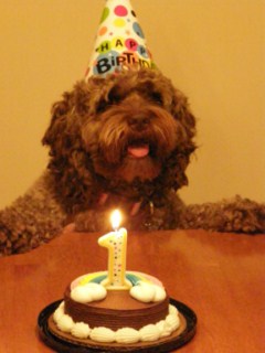 Previous Cockapoo Puppies