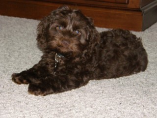 Previous Cockapoo Puppies