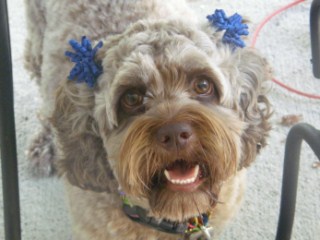 Previous Cockapoo Puppies