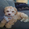 Cooper