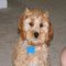 RedCockapoo