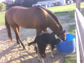 Brownie and Punchy