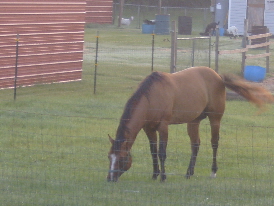 Brownie