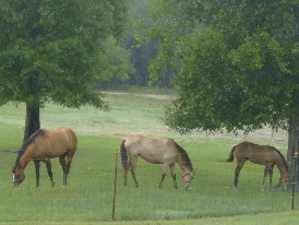 Horses 