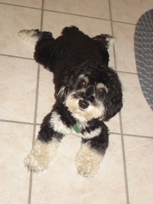 black and tan cockapoo puppies