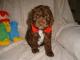 cockapoo puppies