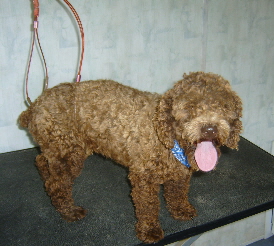 Hershey