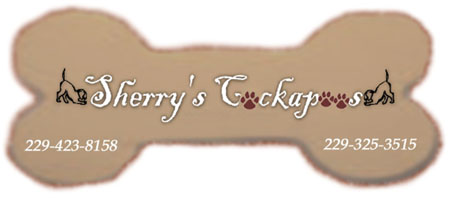 Sherry's Cockapoos - Cockapoo Breeder in Georgia