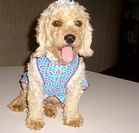 Dixie Lulu t_LuLu2