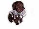 cockapoo puppies