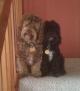 cockapoo puppies