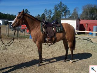 Quarter Horse