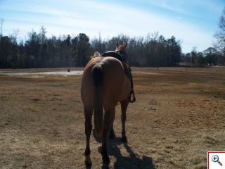 Horse For Sale